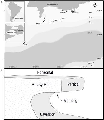 The Importance of Surface Orientation in Biodiversity Monitoring Protocols: The Case of <mark class="highlighted">Patagonia</mark>n Rocky Reefs